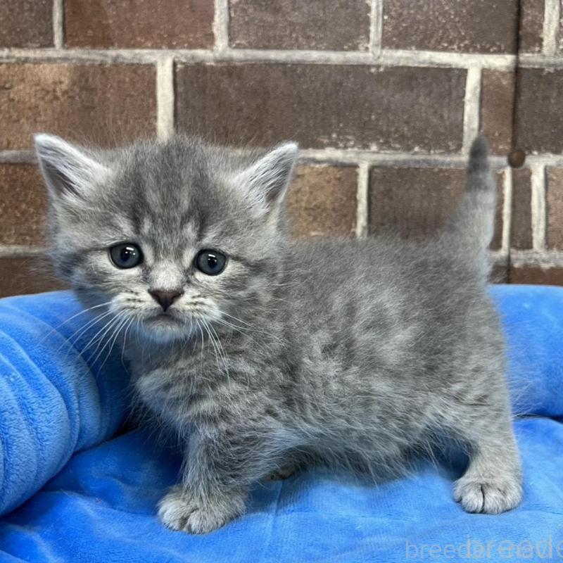 販売中の東京都のミヌエット(短足)-136184の1枚目