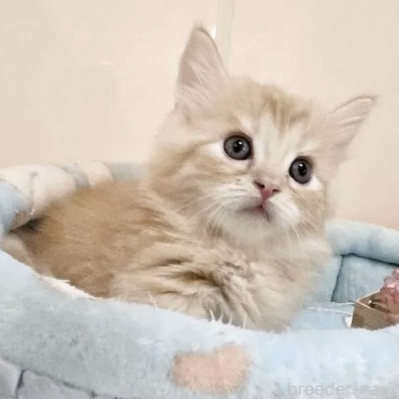 販売中の千葉県のマンチカン(短足)-136185の1枚目