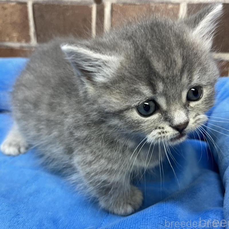 販売中の東京都のミヌエット(短足)-136184の5枚目