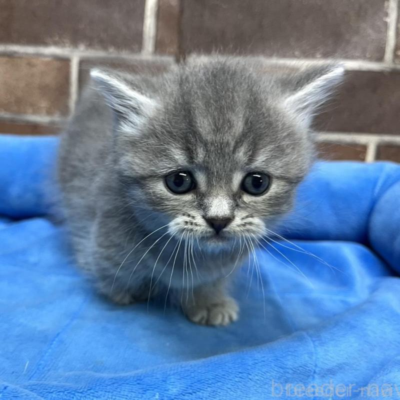 販売中の東京都のミヌエット(短足)-136184の4枚目