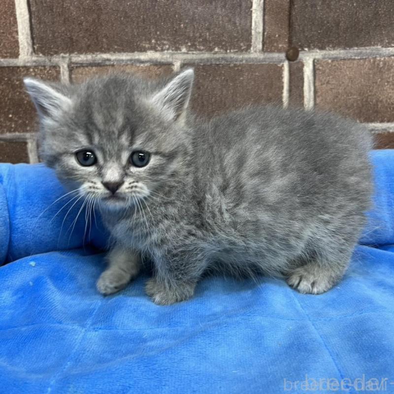 販売中の東京都のミヌエット(短足)-136184の3枚目