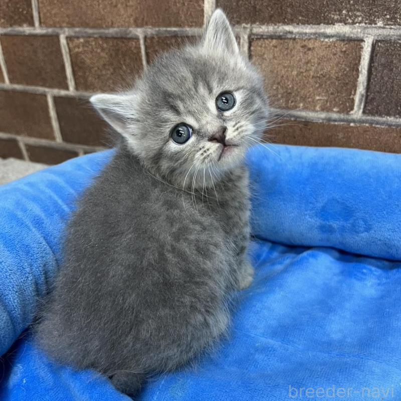 販売中の東京都のミヌエット(短足)-136184の2枚目