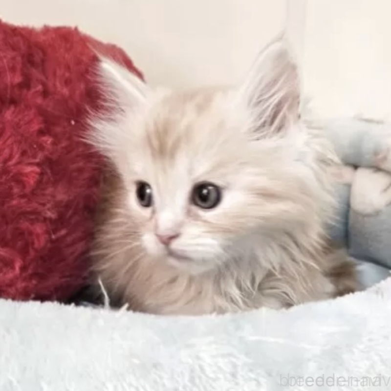 販売中の千葉県のマンチカン-136186の2枚目