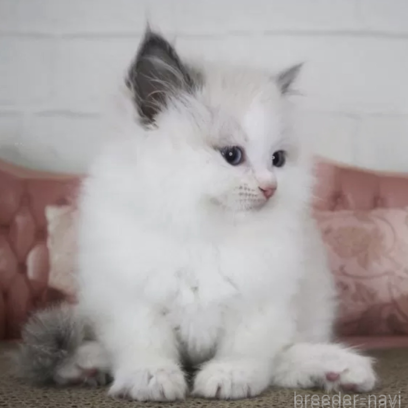 販売中の千葉県のラグドール-136188の1枚目