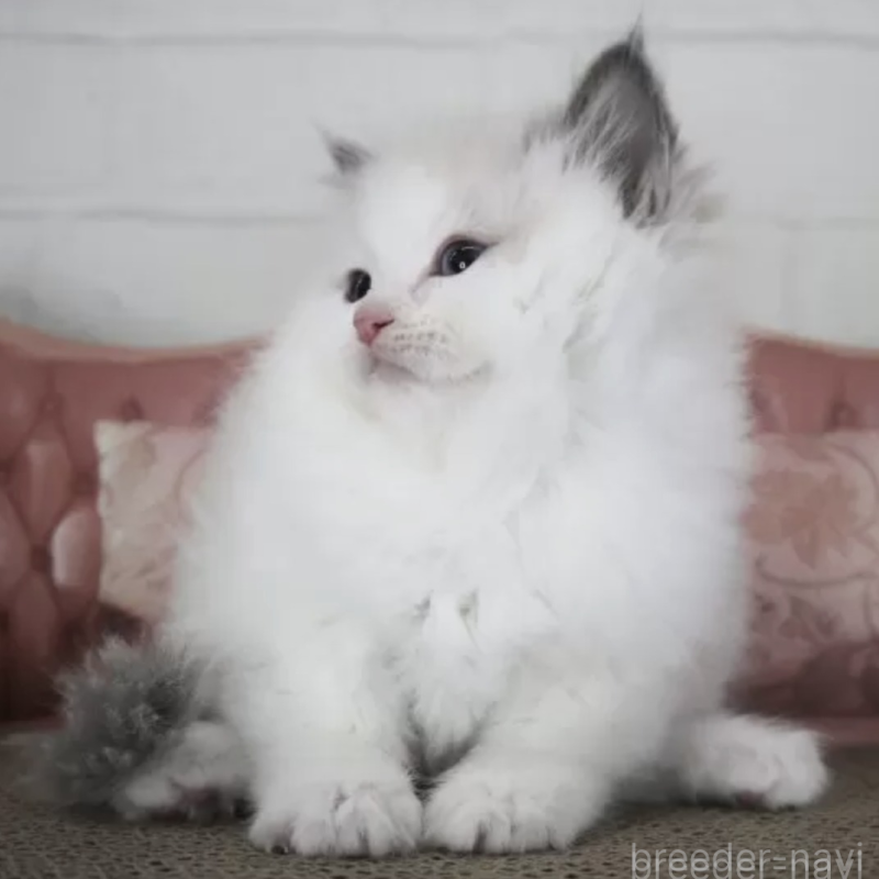 販売中の千葉県のラグドール-136188の2枚目