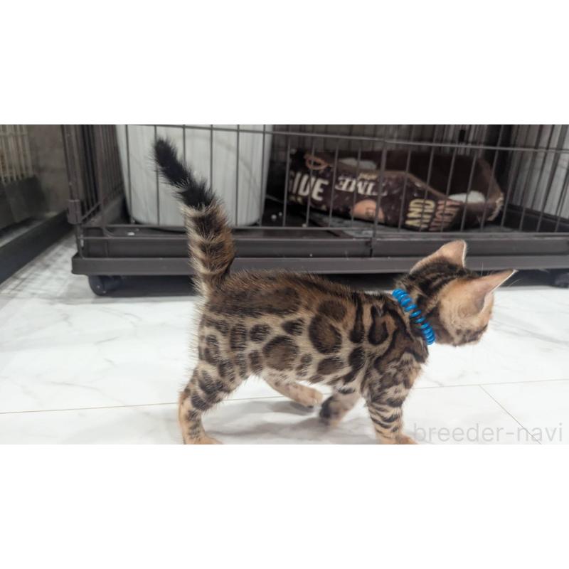 販売中の静岡県のベンガル-136187の6枚目