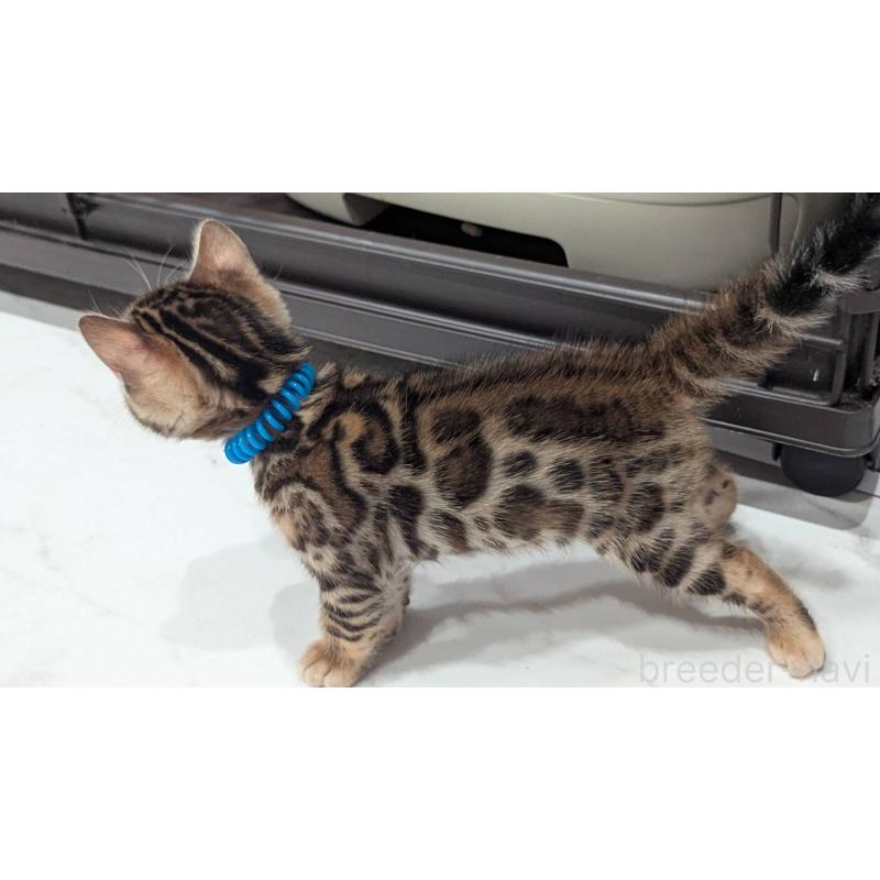 販売中の静岡県のベンガル-136187の5枚目