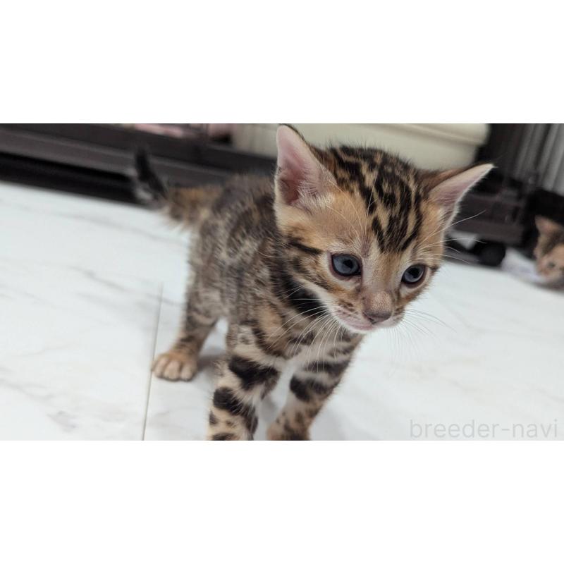 販売中の静岡県のベンガル-136187の4枚目