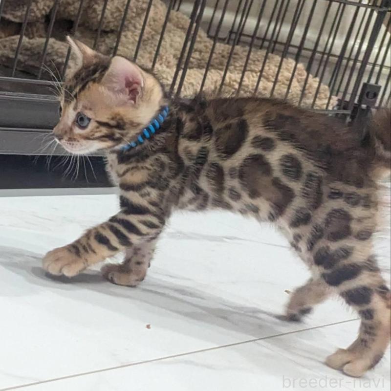 販売中の静岡県のベンガル-136187の3枚目