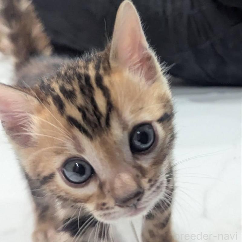 販売中の静岡県のベンガル-136187