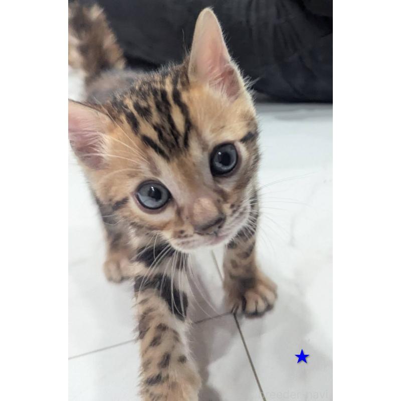 販売中の静岡県のベンガル-136187の2枚目