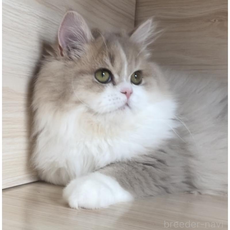 販売中の愛知県のミヌエット-128027の18枚目