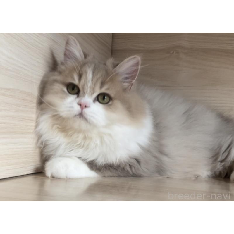 販売中の愛知県のミヌエット-128027の17枚目