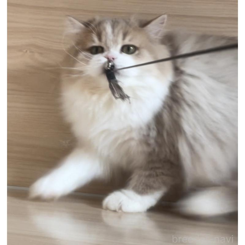 販売中の愛知県のミヌエット-128027の16枚目