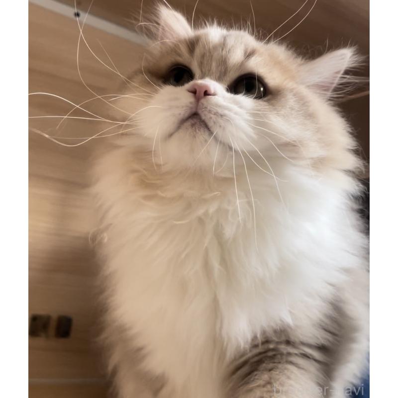 販売中の愛知県のミヌエット-128027の15枚目