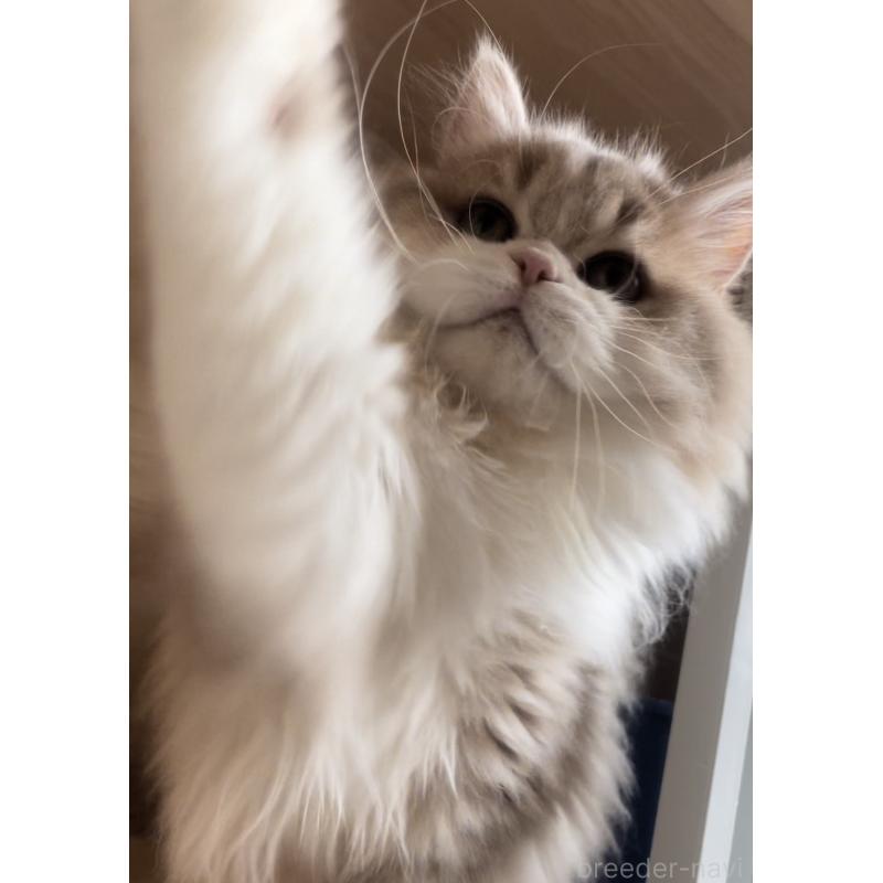 販売中の愛知県のミヌエット-128027の14枚目