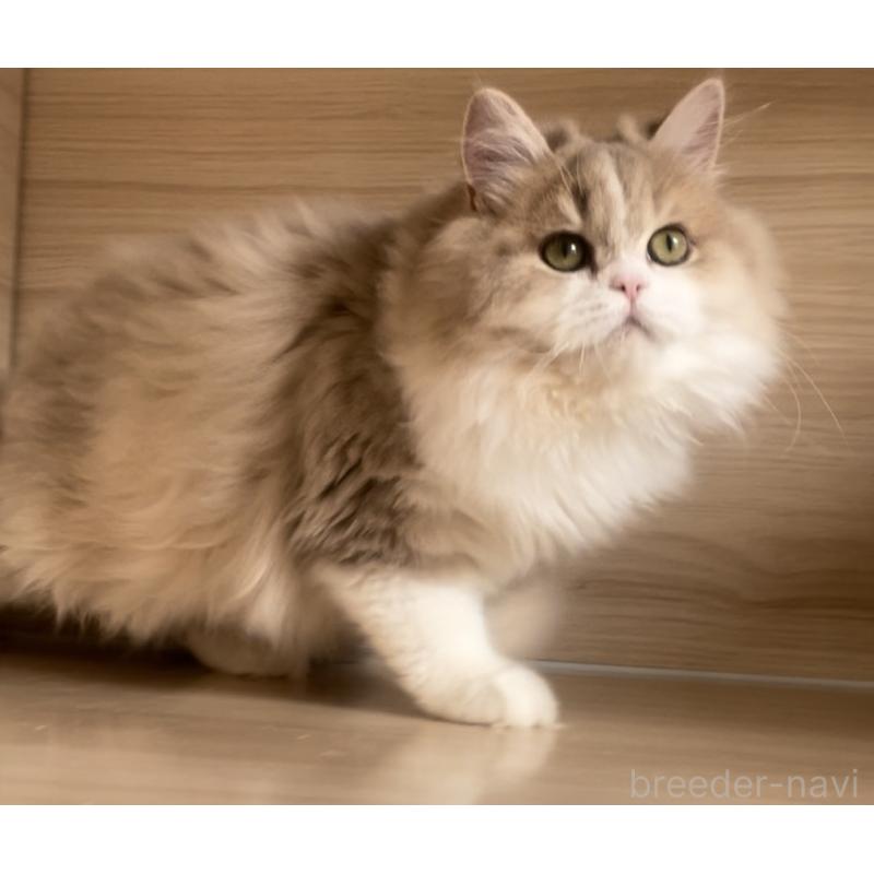 販売中の愛知県のミヌエット-128027の13枚目