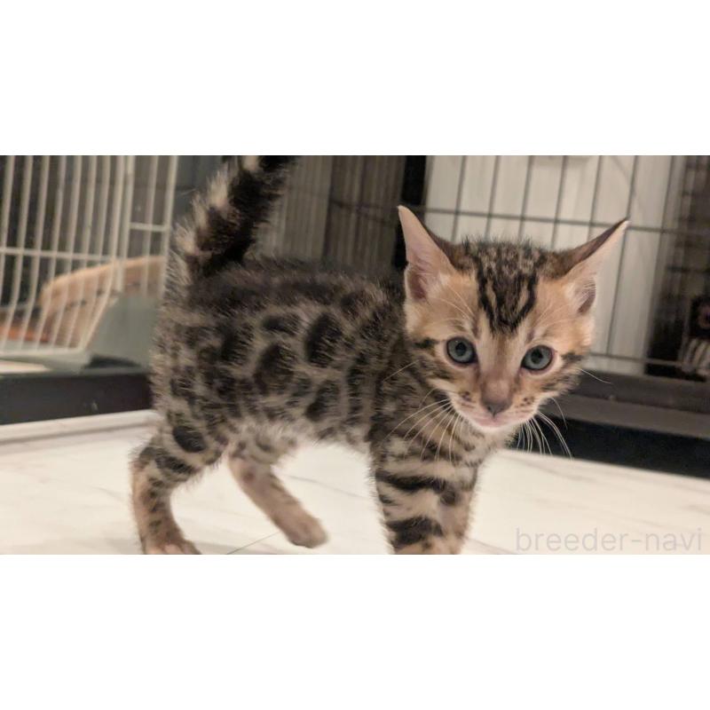 販売中の静岡県のベンガル-136189の7枚目