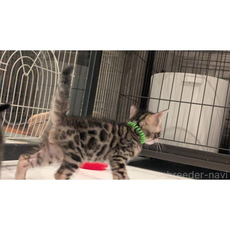 販売中の静岡県のベンガル-136189の6枚目