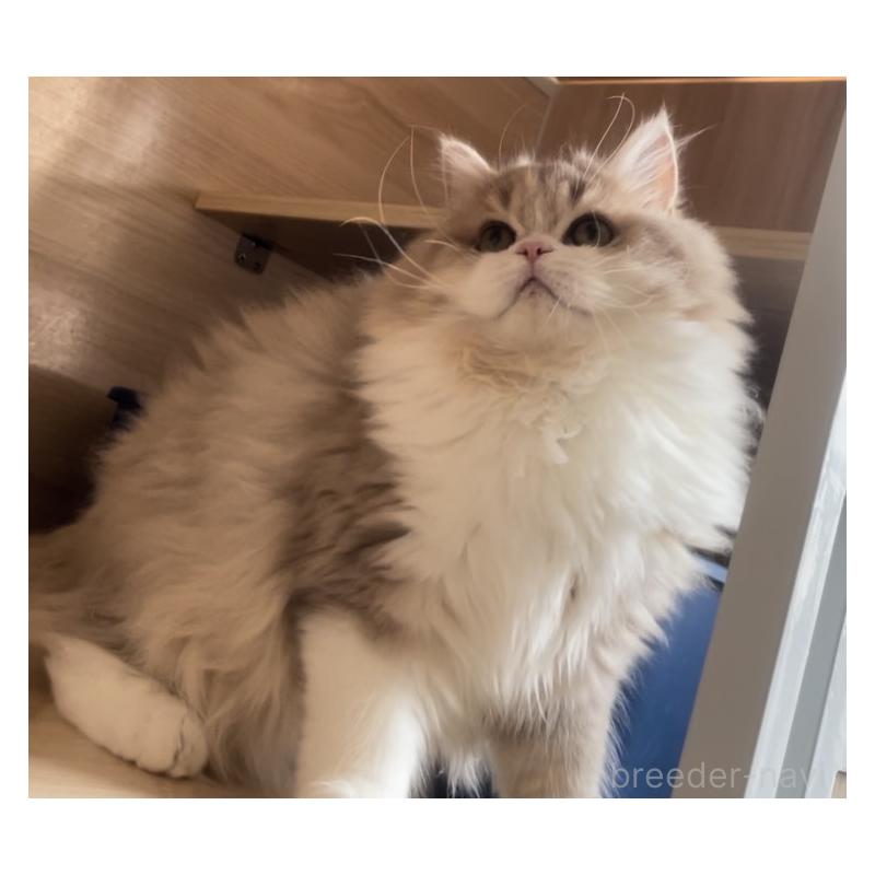 販売中の愛知県のミヌエット-128027の11枚目