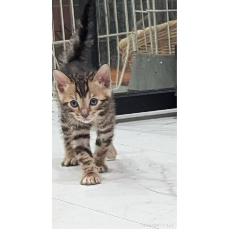 販売中の静岡県のベンガル-136189の5枚目