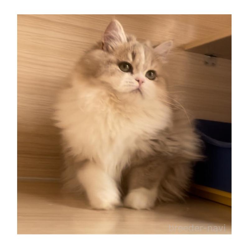 販売中の愛知県のミヌエット-128027の10枚目