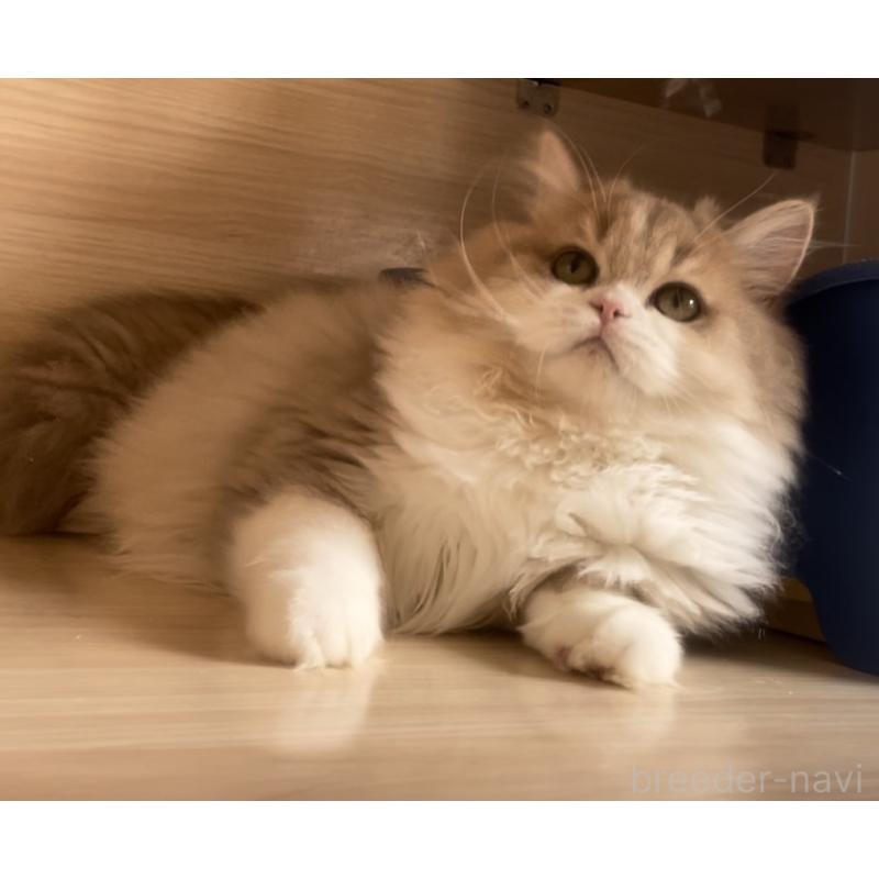 販売中の愛知県のミヌエット-128027の9枚目