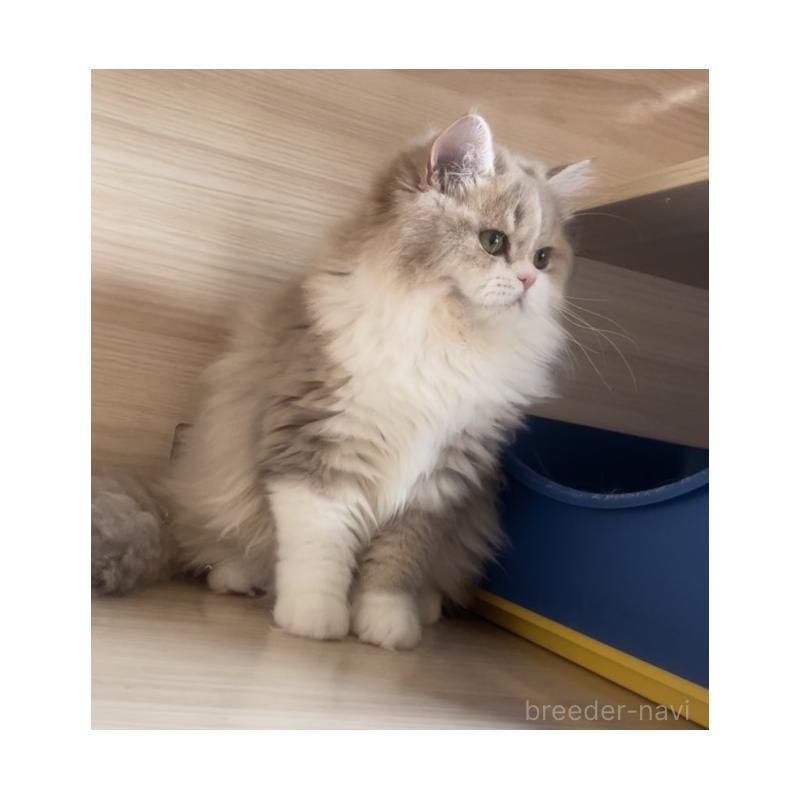 販売中の愛知県のミヌエット-128027の8枚目