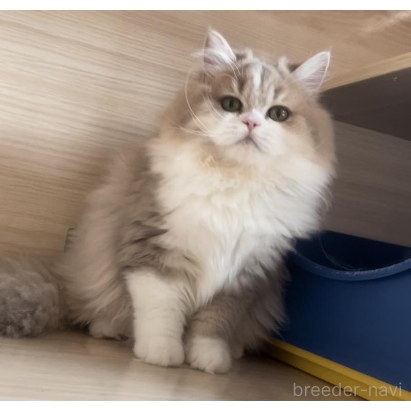 販売中の愛知県のミヌエット-128027の7枚目