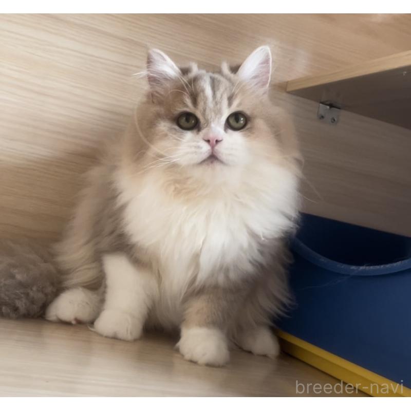 販売中の愛知県のミヌエット-128027の6枚目