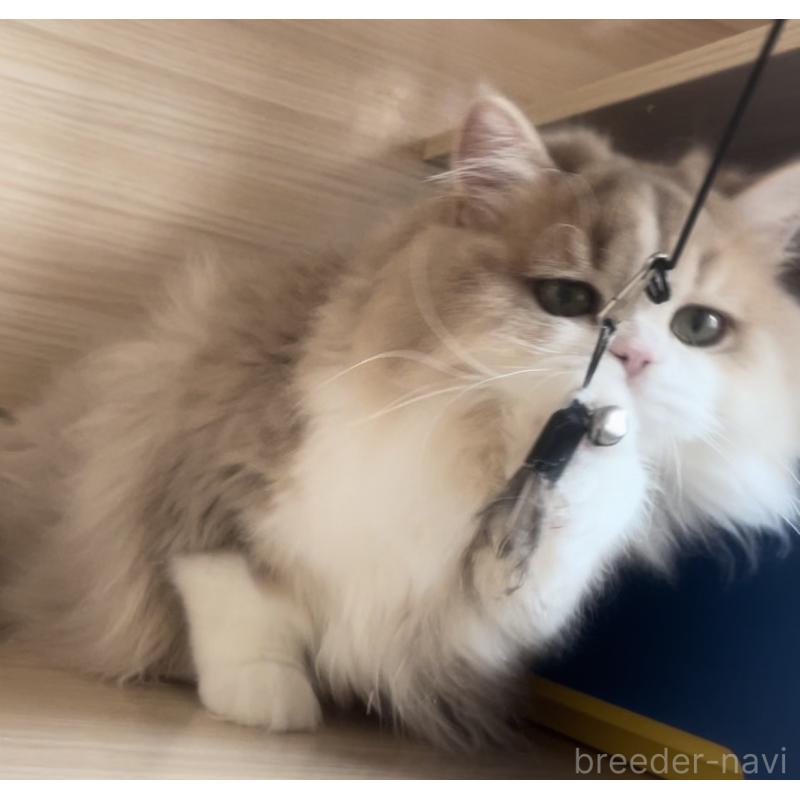 販売中の愛知県のミヌエット-128027の5枚目