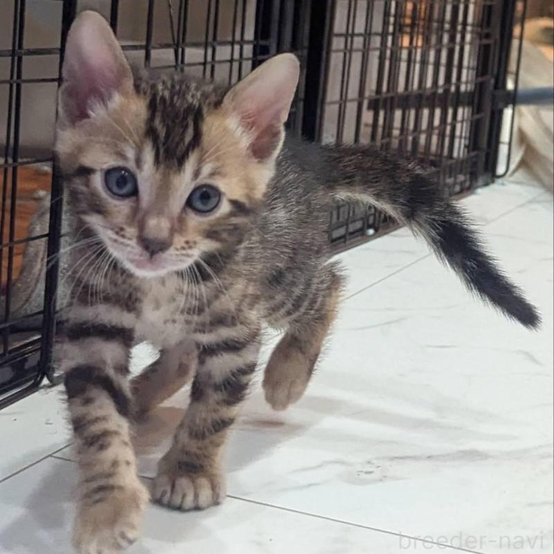 販売中の静岡県のベンガル-136189の1枚目