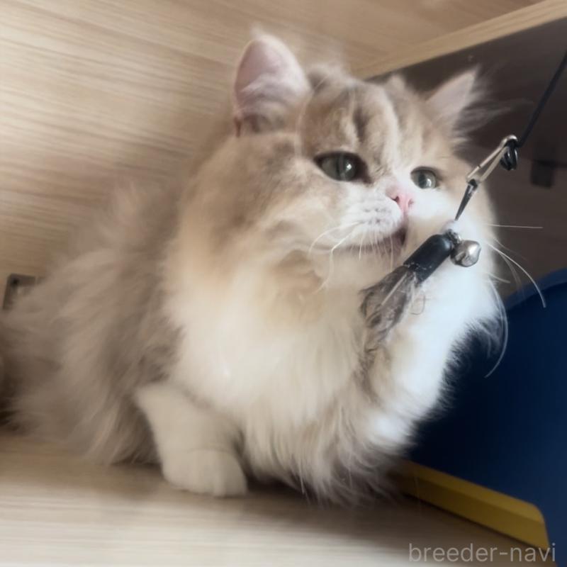 販売中の愛知県のミヌエット-128027の4枚目