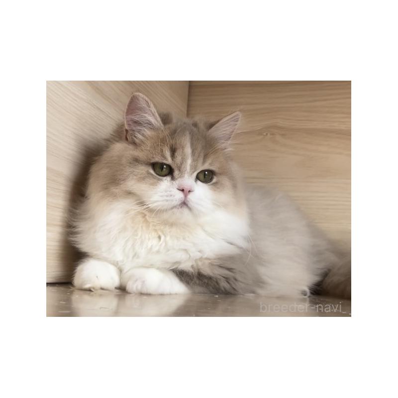 販売中の愛知県のミヌエット-128027の2枚目