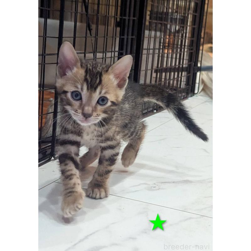 販売中の静岡県のベンガル-136189の4枚目