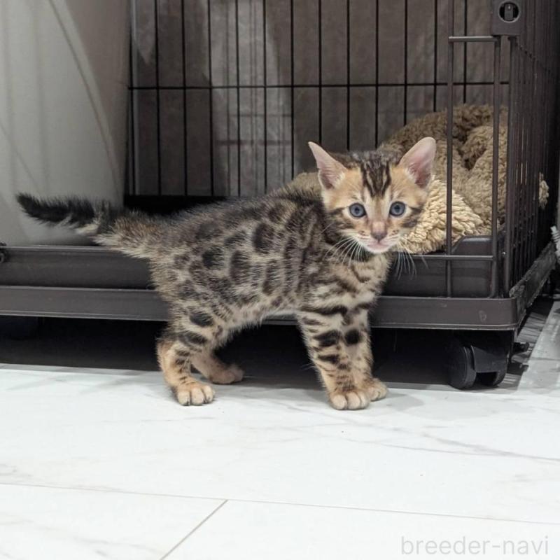 販売中の静岡県のベンガル-136189の3枚目