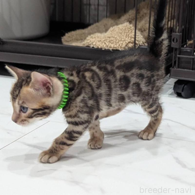 販売中の静岡県のベンガル-136189の2枚目