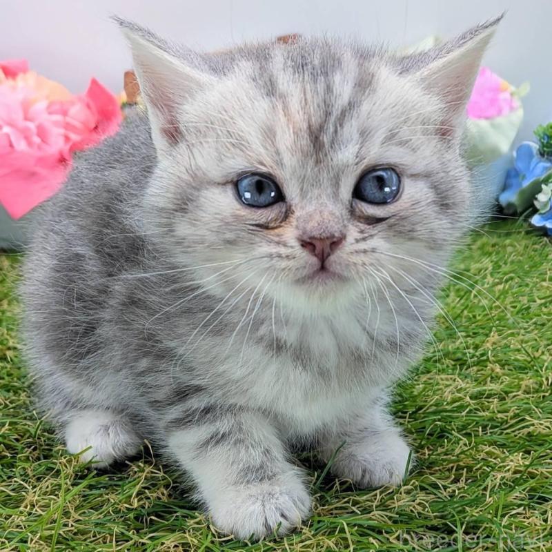 販売中の大阪府のスコティッシュフォールド-136191の10枚目