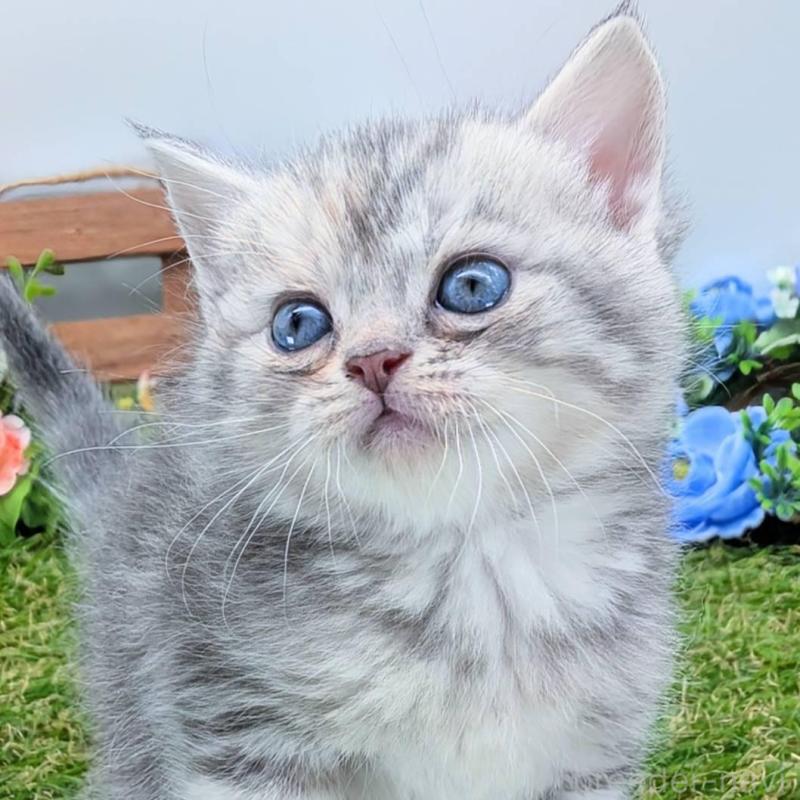 販売中の大阪府のスコティッシュフォールド-136191の9枚目