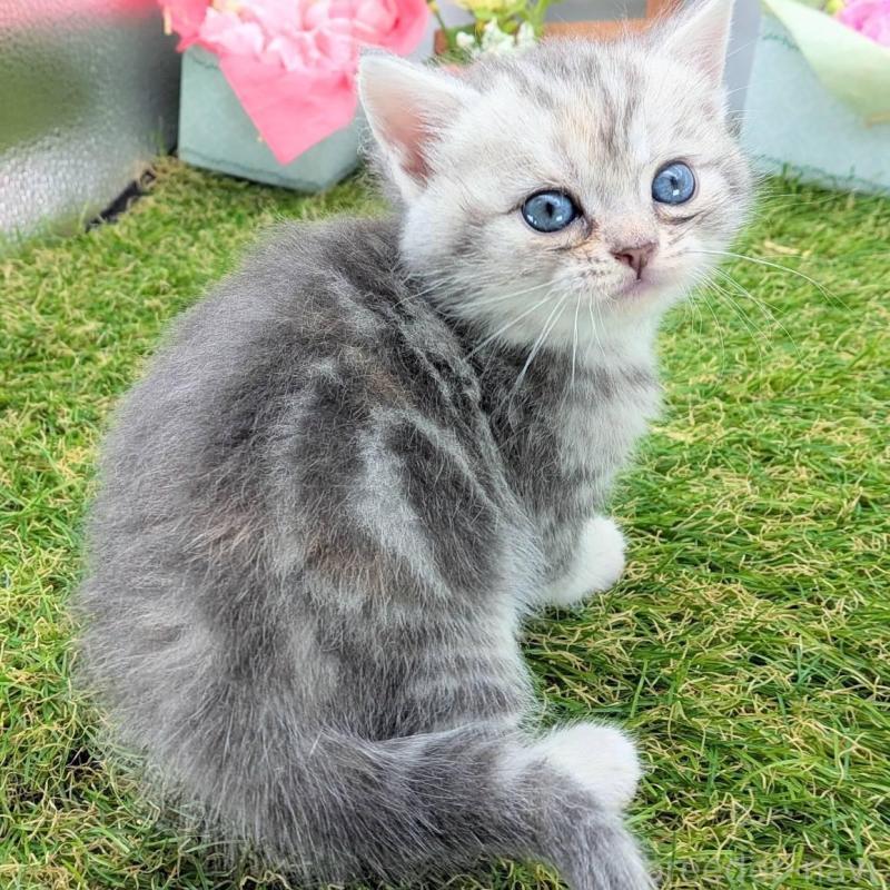 販売中の大阪府のスコティッシュフォールド-136191の8枚目