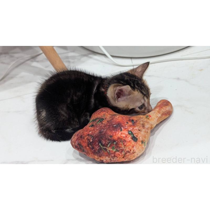 販売中の静岡県のベンガル-136190の7枚目