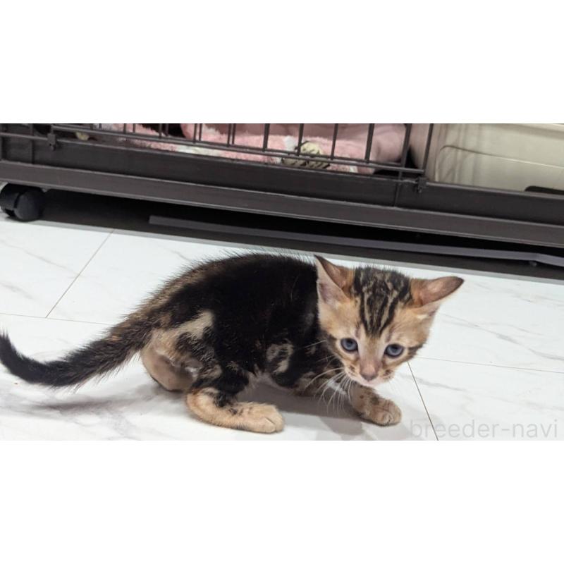 販売中の静岡県のベンガル-136190の6枚目