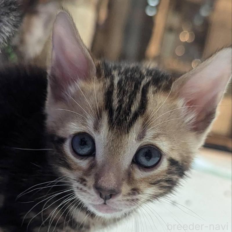 販売中の静岡県のベンガル-136190