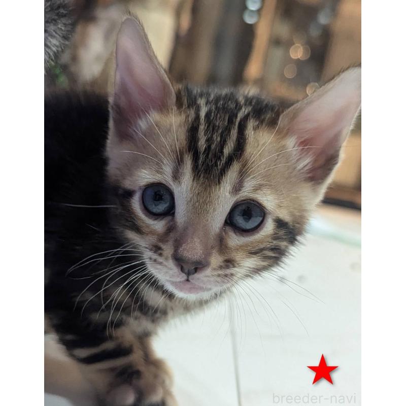 販売中の静岡県のベンガル-136190の5枚目