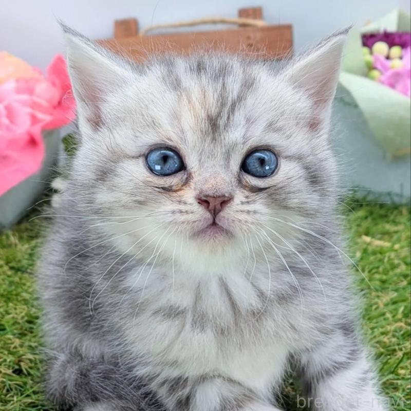 販売中の大阪府のスコティッシュフォールド-136191の6枚目