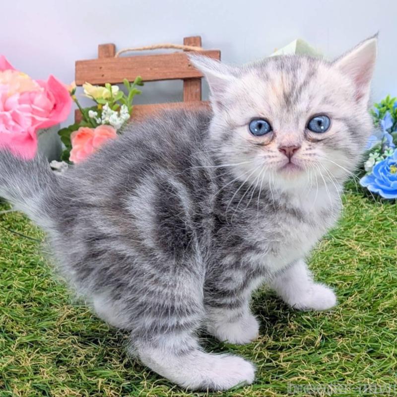 販売中の大阪府のスコティッシュフォールド-136191の5枚目