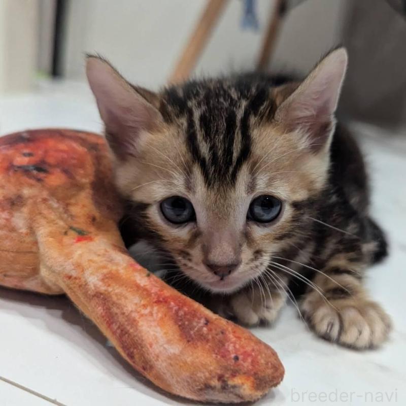 販売中の静岡県のベンガル-136190の4枚目