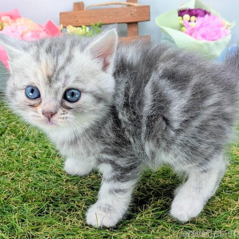 販売中の大阪府のスコティッシュフォールド-136191の4枚目