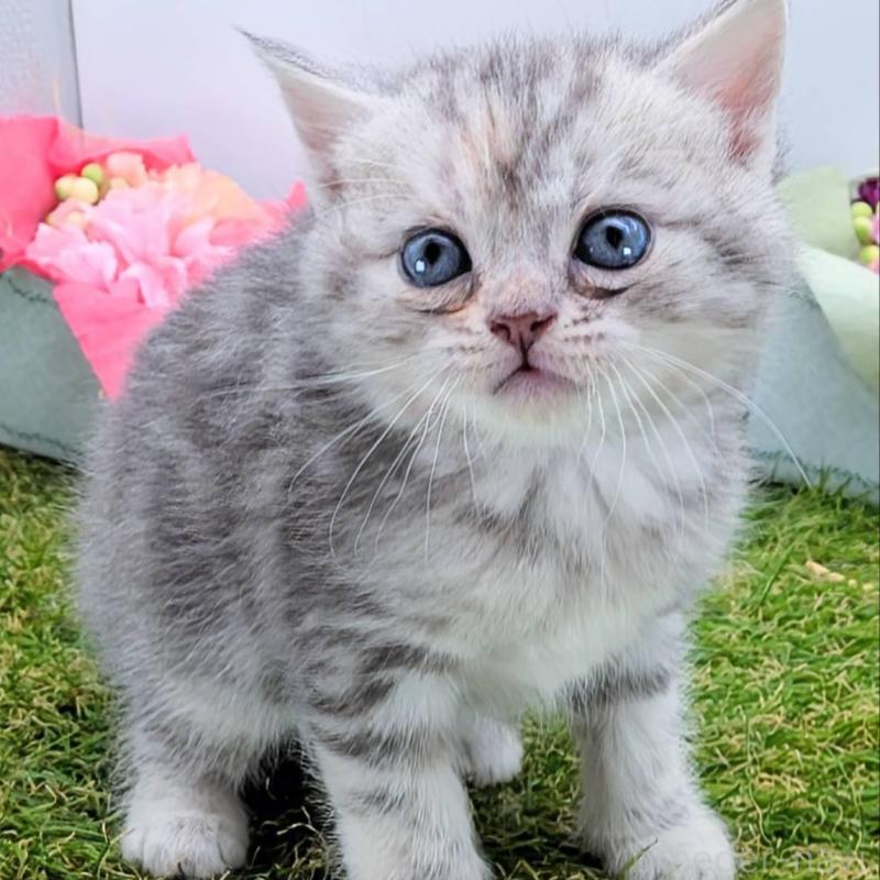 販売中の大阪府のスコティッシュフォールド-136191の3枚目