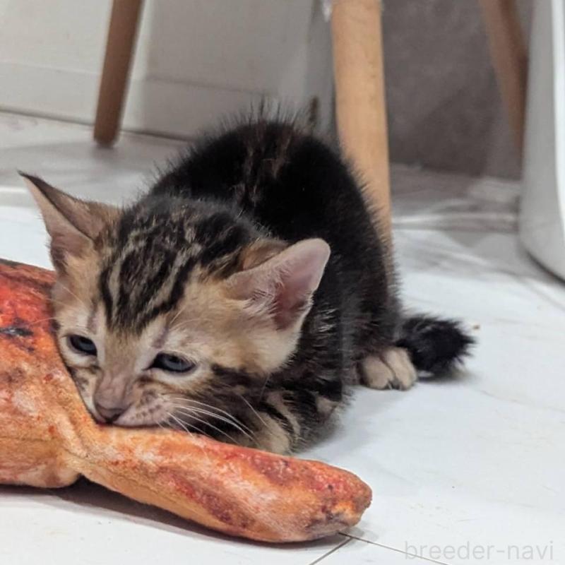 販売中の静岡県のベンガル-136190の3枚目